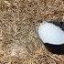 This Worked So Well I M Doing It Again Conditioning Straw Bales For Fall Gardening