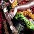 En Appan Allav Song Arrahman Ibcbhakthi Tamil Shivan Hindudeity God Murugar Thiruvasagam