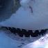 Great White Sharks 360 Video 4K Close Encounter On Amazing Virtual Dive