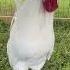Beautiful Rooster Crowing Funny Chicken Sounds