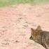 WWhen Coyote Attacks Doberman It Paid Heavy Price
