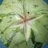 Simple Watermelon Carving Design Skills Watermelon Cutting Watermelon Flower Foodart