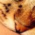 Why Does My Cat Bite Me When I Pet Him