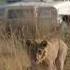 A Journey Through The Okavango Delta Wildlife Wilderness And Wonder