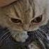 My Cat Has One Mood Purr Manent Vibration