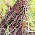 Female Madi Ki Kirk Quail Sound Quail Hunting Batair Ki Awaz مادی بٹیر کی کرک