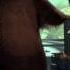 Open Season 2 Domestic Trailer