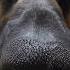 Boop My Nose Germanshepherd Ytshorts Viral Youtubeshorts