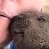 Tiny Beaver Survives What Most Humans Won T