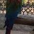 Звуки Попугая АРА Как Поют И Разговаривают АРА Звуки Для Сна И Отдыха ARA Parrot Sounds How Do ARA
