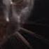 Angry Black Cat Yowling