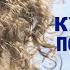 ВСЕМ КУДРЯВЫМ посвящается Песня КУДРЯВАЯ ЭСТАФЕТА Поёт ВАЛЕРИЙ СЁМИН