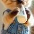 Dudi Dudi Dam With Kittens Dance Shortsfeed Shorts Dudidudidam Dudidam
