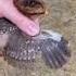Hen Vs Rooster Side By Side Comparison Chicks Babychickens Gender Poultry Farming Hens
