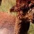Alpaca Enjoying Garden Hose Spray For Relief From Heat