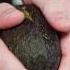 How To Choose A GOOD Avocado