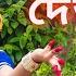 Xurore Deulore Rabha Sangeet Rabha Divas Dance Cover Team D Dance Choreography
