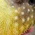 Protective Puffer Fish