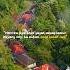 SING SUMANGET Quotes Motivation Pepeling Sunda Story Drone Storywa Feed Shorts Fyp