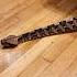 This Gaboon Viper Can WALK Like A Caterpillar