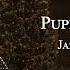 Jazmin Bean Puppy Pound