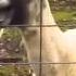 Original Goat Edition Scream Yelling Goat