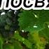 Иисусу посвящаю детские свои года фонограмма минус семья Сальниковы христианскиепесни