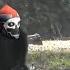 Lopen312 Nightfall Grandmaster For Monkey