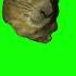 Hyrax Screaming AWAWA Meme Green Screen