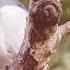Bird Alarm Calls Sound Edit