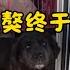 鐵牛旅行記726集 在西藏撿到的小流浪狗終於有家了 小藏獒成了我西藏之行唯一的牽掛了 狗是人类最忠诚的朋友 環遊中國 Dog 流浪狗