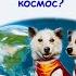 Мультфильм Зачем Белка и Стрелка летали в космос