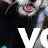 Your Good News Red Pandas Paige Bueckers Return And More