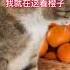 有眼光的小猫咪 仓库都不看了 大咪