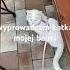 Cat Angora