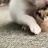 Baby Dog Viral Amazing Shorts
