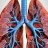 Lungs 3d Anatomy Anatomy 3danatomy Education Medical Humananatomy Medicaleducation