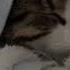 Kanii I Know Sped Up