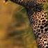 Voice Of Leopard