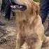 Dog What Are You Doing Indonesia Dog Dogshorts Dogtraining Asia Dogs