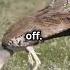 Meet The Heaviest Flying Bird In The World Kori Bustard Facts
