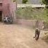 Tiger Came Near At Jogi Mahal Gate Shorts Youtubeshorts