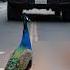 Angel Peacock Family S Guardian Thanks To The Peacock The One Was Saved Warmheart Rescue Shorts