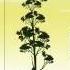 Minecraft Tree Probably The Tallest Tree In The Tropics