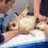 One Yearly Vaccination Cat Cats Catvideos Animals Catshorts Funny