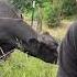 Roxanne Don T Care About A Fence Rufusthebull Cow