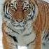 Tiger Ringtone New Ringtone 2022 Ringtone