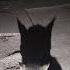 Cat S Shadow Dance
