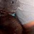 Pregnant Stray Pittie Hugs Her Rescuer The Whole Ride Home The Dodo