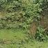 Elephant Boy S Aunt Decided To Leave For Fear Of The Creditors Returning
